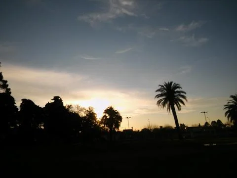 Wallpaper of a sky with different elements with trees and palms Stock Photos