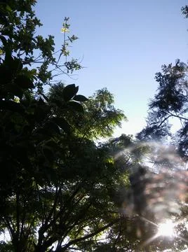 Wallpaper of a sky with different elements with trees Stock Photos