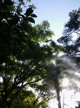 Wallpaper of a sky with different elements with trees 스톡 사진