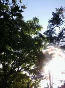 Wallpaper of a sky with different elements with trees 스톡 사진