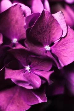 Wallpaper for smartphone screen. Stock Photos