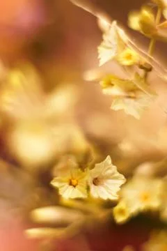 Wallpaper for smartphone screen.. Stock Photos