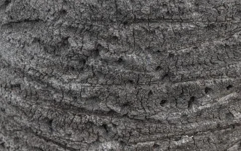 Wallpaper with the texture of the bark of a tree palm Stock Photos