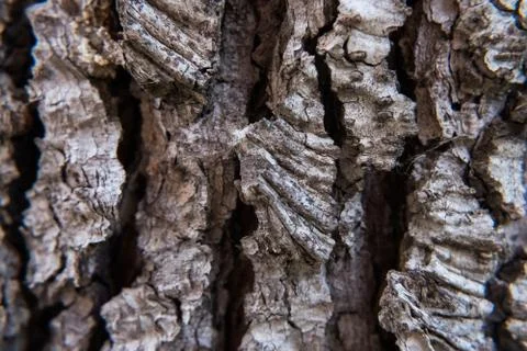 Wallpaper of tree bark. 스톡 사진