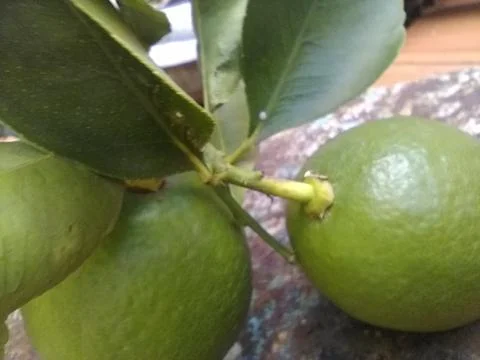 Wallpaper of a tree of lemons with different elements in a backyard in daylig Foto stock