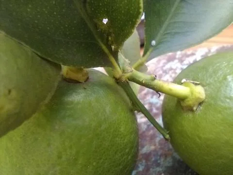 Wallpaper of a tree of lemons with different elements in a backyard in daylig Foto stock