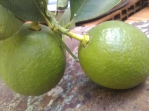 Wallpaper of a tree of lemons with different elements in a backyard in daylig Foto stock