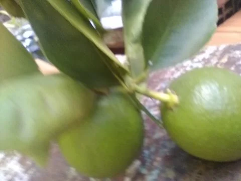 Wallpaper of a tree of lemons with different elements in a backyard in daylig Fotos Stock