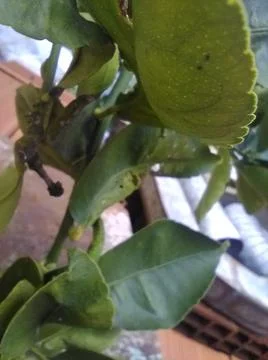 Wallpaper of a tree of lemons with different elements in a backyard in daylig Stock Photos