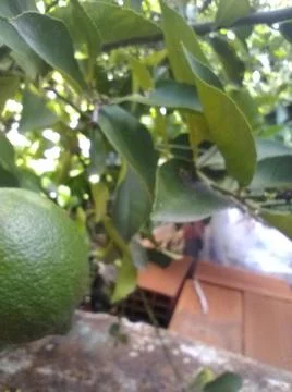 Wallpaper of a tree of lemons with different elements in a backyard in daylig Fotos Stock