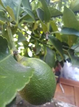 Wallpaper of a tree of lemons with different elements in a backyard in daylig 스톡 사진
