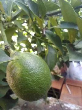 Wallpaper of a tree of lemons with different elements in a backyard in daylig 스톡 사진
