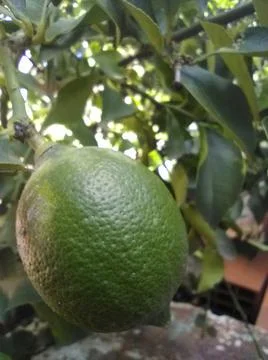 Wallpaper of a tree of lemons with different elements in a backyard in daylig Foto stock