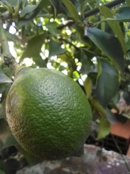 Wallpaper of a tree of lemons with different elements in a backyard in daylig Stock Photos