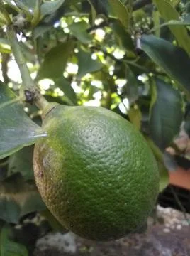 Wallpaper of a tree of lemons with different elements in a backyard in daylig 스톡 사진