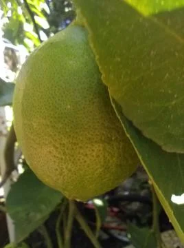 Wallpaper of a tree of lemons with different elements in a backyard in daylig Fotos Stock