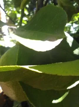 Wallpaper of a tree of lemons with different elements in a backyard in daylig Fotos Stock