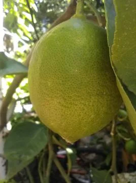 Wallpaper of a tree of lemons with different elements in a backyard in daylig Foto stock