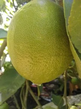 Wallpaper of a tree of lemons with different elements in a backyard in daylig 스톡 사진