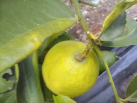 Wallpaper of a tree of lemons with different elements in a backyard in daylig 스톡 사진