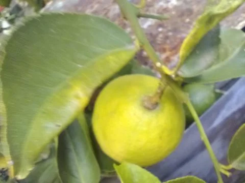 Wallpaper of a tree of lemons with different elements in a backyard in daylig Fotos Stock