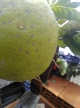 Wallpaper of a tree of lemons with different elements in a backyard in daylig Stock Photos