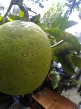 Wallpaper of a tree of lemons with different elements in a backyard in daylig 스톡 사진