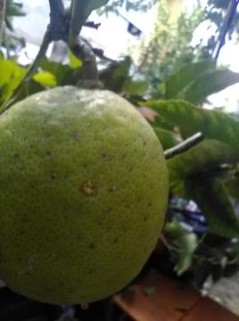 Wallpaper of a tree of lemons with different elements in a backyard in daylig Fotos Stock