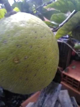 Wallpaper of a tree of lemons with different elements in a backyard in daylig 스톡 사진