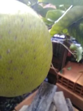 Wallpaper of a tree of lemons with different elements in a backyard in daylig Stock Photos