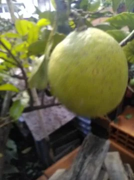 Wallpaper of a tree of lemons with different elements in a backyard in daylig Stock Photos