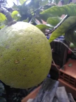 Wallpaper of a tree of lemons with different elements in a backyard in daylig 스톡 사진