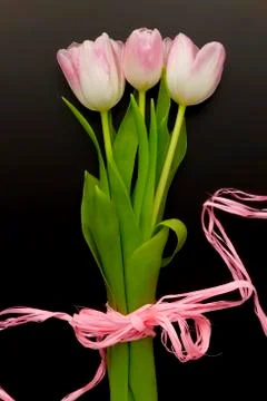 Wallpaper with tulip Stock Photos
