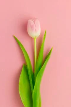 Wallpaper with tulip Stock Photos