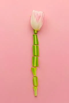 Wallpaper with tulip Stock Photos