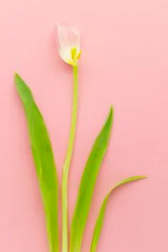 Wallpaper with tulip Stock Photos