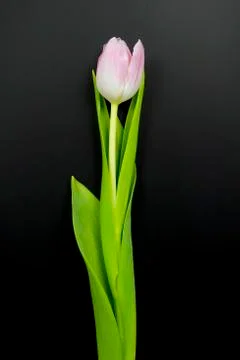 Wallpaper with tulip Stock Photos