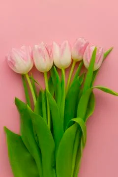 Wallpaper with tulip Stock Photos