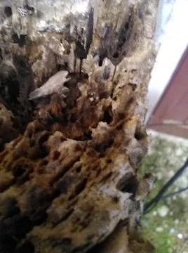 Wallpaper of wood with different elements in a backyard in daylight Fotos Stock