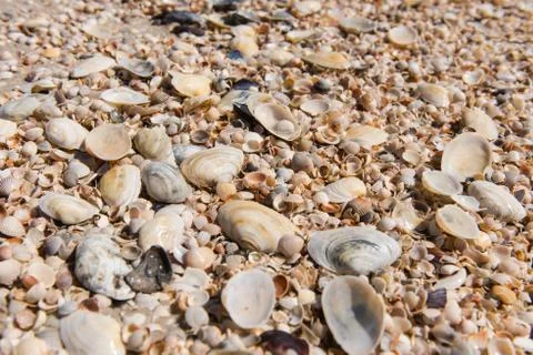 Wallpaper yellow shellfish beach background close up Stockfoto's
