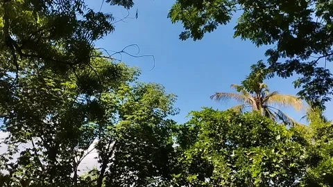 Wallpapers of various small trees with varied green foliage Stock Footage 223846203