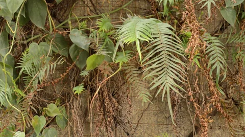 Walls covered with plants Stock Footage 35440930