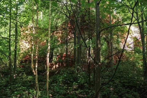 Walls in the forest. Foto stock