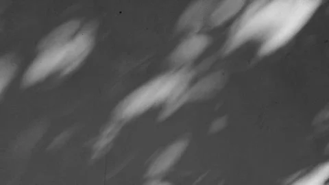 Walls in natural backdrop with shadow swaying leaves in gentle breeze Stock Footage 261353022