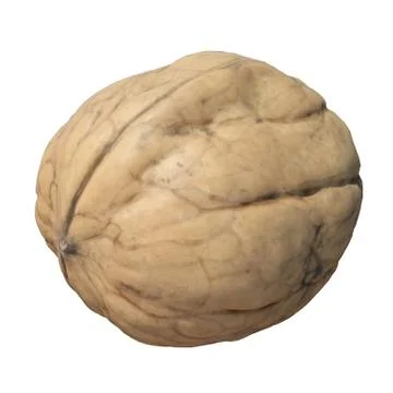 Walnut 3d illustration isolated on the white background Stock Illustration