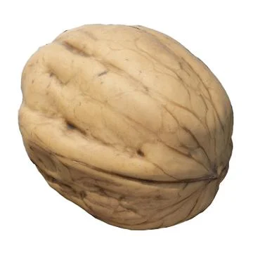 Walnut 3d illustration isolated on the white background Stock Illustration