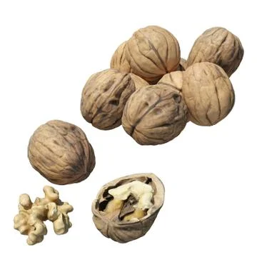 Walnut 3d illustration isolated on the white background Stock Illustration