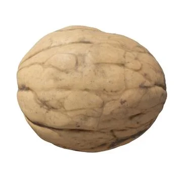 Walnut 3d illustration isolated on the white background Stock Illustration