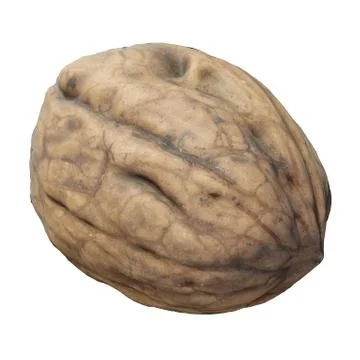 Walnut 3d illustration isolated on the white background Stock Illustration