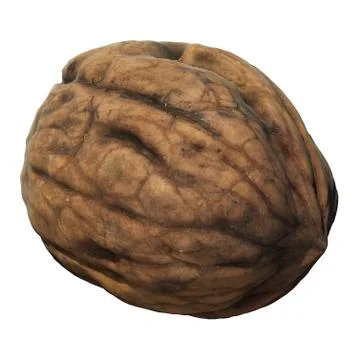 Walnut 3d illustration isolated on the white background Stock Illustration